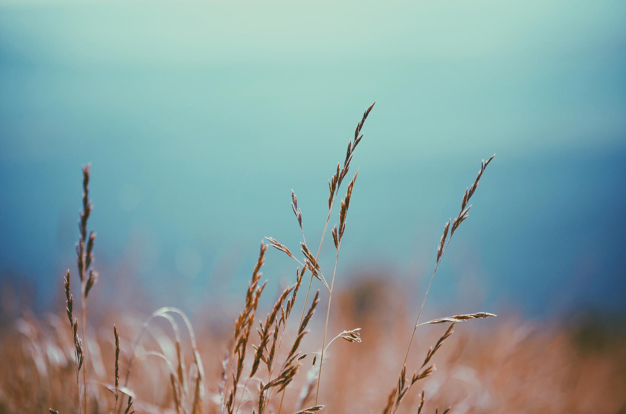 wheat-letters-great-river-tec